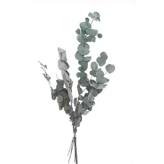 VBS Eukalyptus Cinerea Getrocknete Pflanzen 50g Naturmaterial Dekoration Trockenblumen Sträuße Basteln Floristik