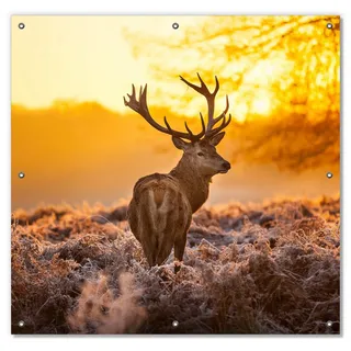 Wallario Sonnenschutz stattlicher Rothirsch im Morgengrauen, blickdicht, mit Saugnäpfen, wiederablösbar und wiederverwendbar gelb 96 cm x 93 cm