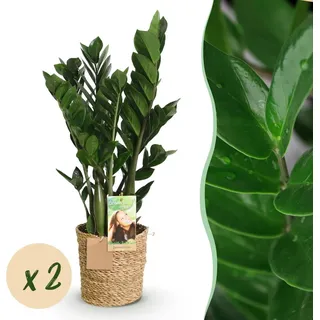 Zamioculcas - ZZ-plant - Pflegeleicht - mit Korb - Grün - 2 Pflanzen - 65-75cm - Ø17cm - Zimmerpflanze - Immergrün
