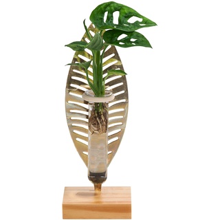 Dehner Waterplant Fensterblatt Verona, Monstera adansonii, Wasserpflanze im Reagenzglas, Ø 3 cm, Höhe 25 cm, Zimmerpflanze