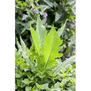 pflanzen-für-dich.de Pflanzen für Dich Staude Dipsacus fullonum, 1 St., Wilde Karde, Weberkarde lila