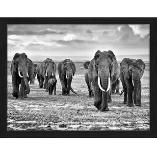 ANY IMAGE Digitaldruck »Elefanten«, Rahmen: Buchenholz, Schwarz
