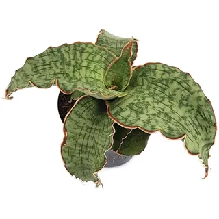 Sansevieria"Silver Blue", seltener wasserblauer Bogenhanf - sehr schöne Sukkulente/Sanseverie - dekoratives Dickblatt - pflegeleichte Zimmerpflanze
